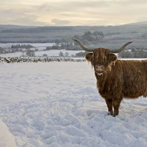 Domestic Cattle, Highland Cattle, cow standing in snow covered pasture, Dumfries and Galloway, Scotland, december
