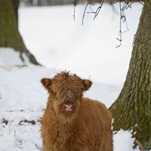 Domestic Cattle, Highland Cattle, calf standing in snow, Helmsley, North Yorkshire, England, february