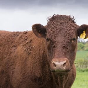 Domestic Cattle, Red Ruby Devon heifer, close-up of head, in pasture, Exeter, Devon, England, May