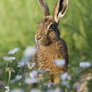European Hare (Lepus europaeus) adult, sitting amongst wildflowers on farmland, County Durham, England, june