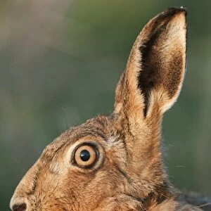 European Hare (Lepus europaeus) adult, close-up of head in evening light, Isle of Sheppey, Kent, England, march