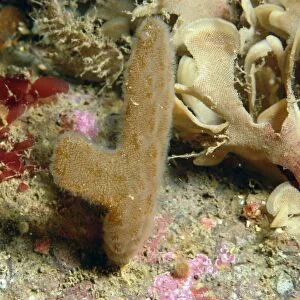 Finger Bryozoan (Alcyonidium diaphanum) Sea-chervil colony, Swanage Bay, Dorset, England, June