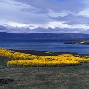 Gorse (Ulex europea) Carcass Island, Falklands