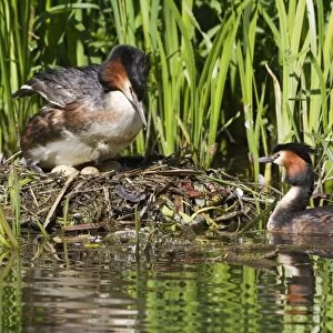 Great Crested Grebe (Podiceps cristatus) adult pair, changing over incubation duties on eggs at nest, River Thames, England, may