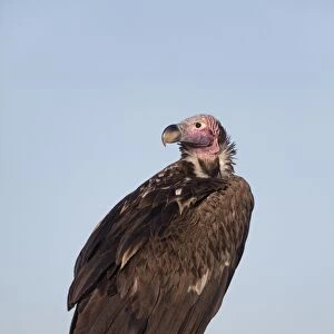 Lappet-faced Vulture (Torgos tracheliotus) adult, standing on termite, mound, Masai Mara, Kenya, August