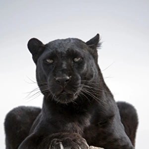 Leopard (Panthera pardus) black panther melanistic phase, adult, resting on log, captive