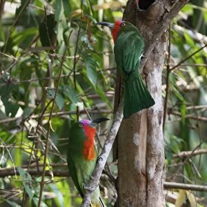 Red-bearded Bee-eater (Nyctyornis amictus) adult pair, perched on branch, Kaeng Krachan N. P. Thailand, february