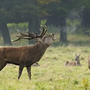 Red Deer (Cervus elaphus) mature stag, roaring, with hinds resting in background, during rutting season
