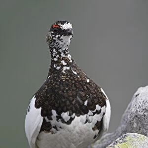 Rock Ptarmigan (Lagopus mutus) adult male, in transitional plumage, standing on rock, Niederhorn, Swiss Alps