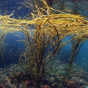 Sea-thong (Himanthalia elongata) in underwater habitat, Kimmeridge Bay, Isle of Purbeck, Dorset, England, July
