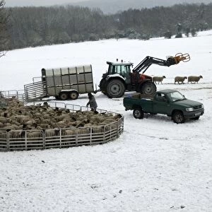 Sheep farming, farmers penning up flock in snow, ready for sorting for market and worming, Wendover, Buckinghamshire