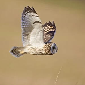 Short-eared Owl (Asio flammeus) adult, in flight, hunting, Midlands, England, january