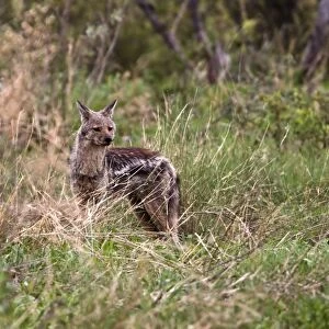 Side striped Jacket - A shy and retiring jackal who#s side stripe is rather cryptic and nondescript
