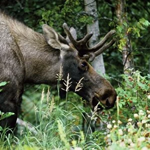 Alaska, Icy Bay. Bull moose grazing in the woods