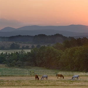 Europe, France, Provence region. Horses graze at sunrise