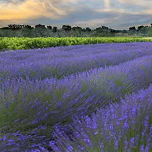 France, Provence, Salt, Lavender field at sunrise