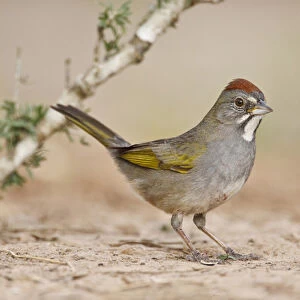 Green-tailed Towhee (Pipilo chlorurus) hunting for seeds