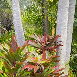 Hawaii, Maui, garden on the Road to Hana with palms and tea plants