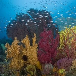 Indonesia, Raja Ampat. View of diverse coral reef marine ecosystem and popular diving spot