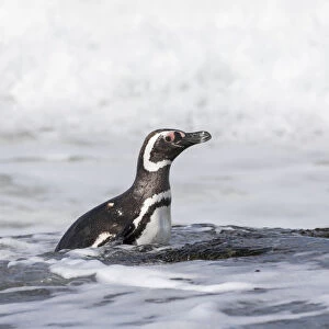 Magellanic Penguin (Spheniscus magellanicus), on beach leaving the ocean. South America