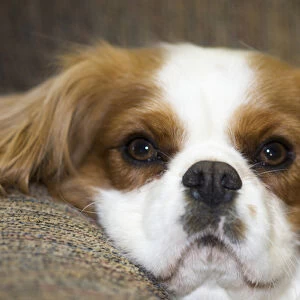 purebred cavalier king charles spaniel lounging on couch