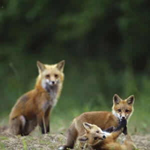 Red fox (Vulpes vulpes) adults with kit, IL