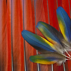 Scarlet Macaw Covert wing feathers overlayed on red Tail Feathers