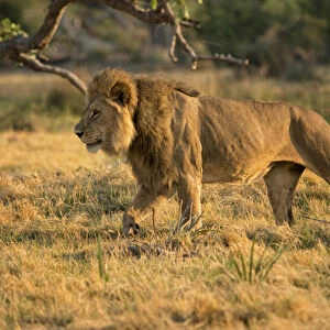 Stalking male lion