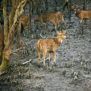 UNESCO, India, West Bengal, Sunderbans National Park World Heritage site and Biosphere Reserve