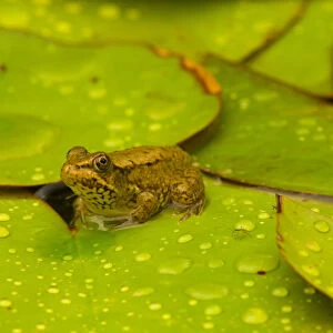 United States, Maryland, Westminster, Union Mills, Small frog on green lily pad