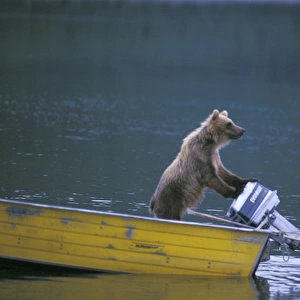 USA, Alaska, Brooks River Brown bear hasn t learned to start engine