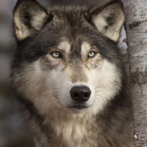 USA, Minnesota. Close-up of timber wolf