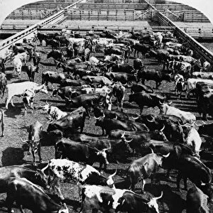 BEEF INDUSTRY, c1900. Cattle in the Union Stock Yards in Chicago, Illinois. Stereograph