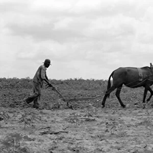GEORGIA: PLOWING, 1937. A sharecropper plowing a cotton field in Greene County, Georgia