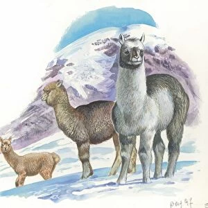 Alpaca Vicugna pacos, illustration