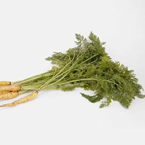 Bunch of organic carrots with leafy stems still attached