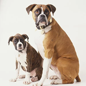 Domestic Dog, canis familiaris, adult Boxer and puppy