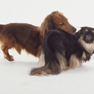 A golden red spaniel or long-haired dachshund stares over the back of a smaller Japanese chin or Pekingese with long dark silky fur