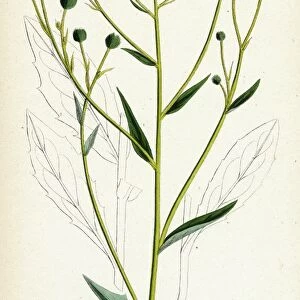 Hieracium corymbosum, Corymbose Hawkweed