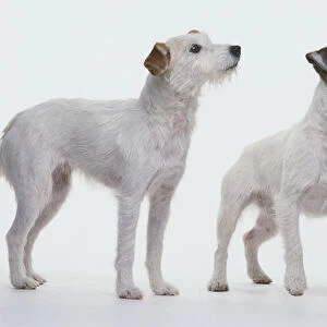 Two Jack Russell Terriers, looking up