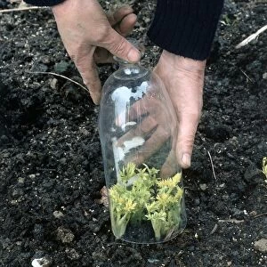 Mans hands protecting a young plant from slugs with a protective plastic bottle