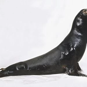 Sea Lion (Otariinae), side view