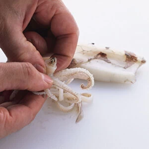 Using fingers to squeeze beak from squid tentacles, close-up