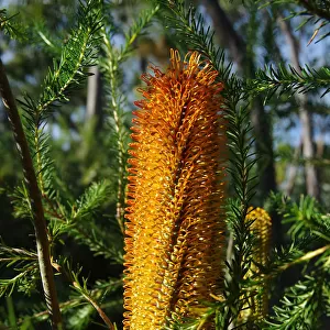Banksia in Royal National Park, New South Wales, Australia