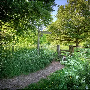 A countryside laneway in Dorset, England