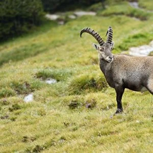 Alpine ibex -Capra ibex-, Bernese Oberland, Switzerland