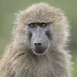 baboon portrait close up