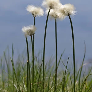 Cotton grass -Eriophorum- at a small lake, Schladminger Tauern mountain range, Styria, Austria, Europe