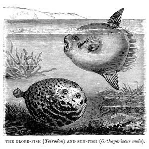 Pufferfish (Tetraodontidae)