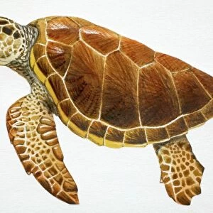 Loggerhead Turtle, Caretta caretta, side view